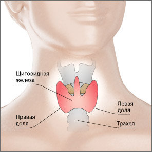 Гипергидроз при тиреотоксикозе: повышенная потливость из-за активности щитовидной железы