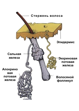 Анатомия системы потоотделения: строение потовых желез