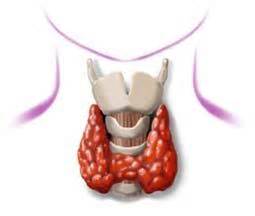 Йодомарин поставляет йод для щитовидной железы