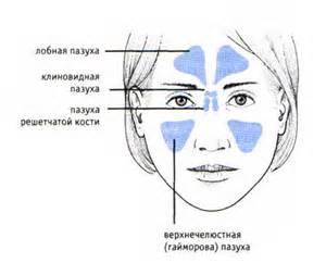 Схема расположения синусов носа
