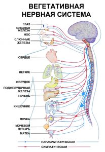 Вегетативная нервная система состоит из двух частей